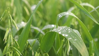 BEOZ<sup>®</sup> products: A New Era in Farming with ICL