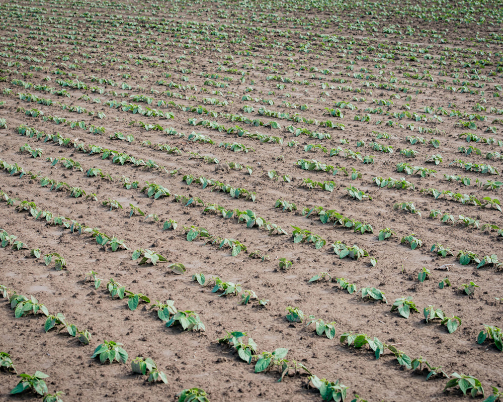 A field of young crops planted in evenly spaced rows across brown soil. The small green plants are just beginning to grow, illustrating early-stage crop development and healthy soil conditions.