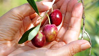 Polysulphate<sup>®</sup>: a Scientific Approach to Soil Salinity