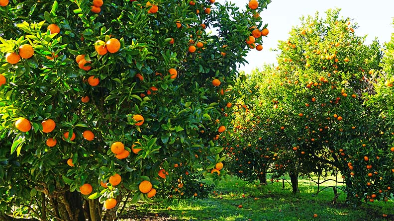 Rows of healthy citrus trees full of ripe orange fruits in a sunny orchard with green grass below. The image illustrates how using Polysulphate helps reduce soil sodicity, improving tree growth and fruit yield.