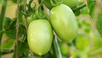 Why I Use Nova CalPhos on my Tomato Crop