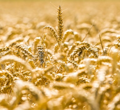 Innovative Polysulphate Trials: Enhancing Nitrogen Efficiency