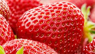Why Use Biostimulants in Sustainable Farming?