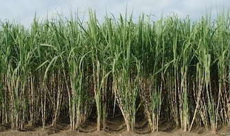 Improving Sugarcane with Polysulphate<sup>®</sup> and Nutrivant<sup>®</sup>