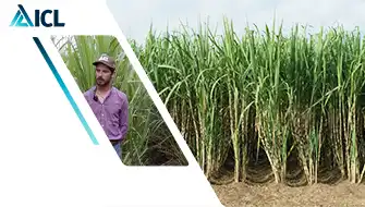 Why I Choose ICL Fertilizers for Sugarcane Production