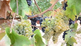 Nourishing Grapes with ICL Nova CalPhos
