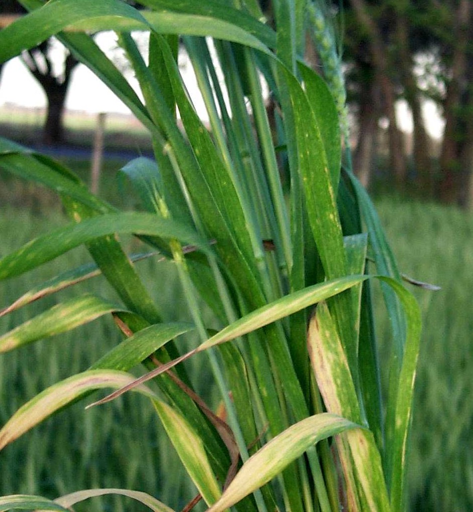 Close-up of wheat leaves showing yellow and brown streaking, a symptom of chloride deficiency.