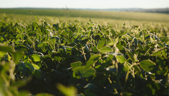 Biostimulant Innovations in Soybean Cultivation in Brazil