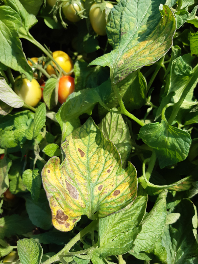 Tomato plant leaves showing yellowing between green veins and brown necrotic spots, characteristic of manganese deficiency.