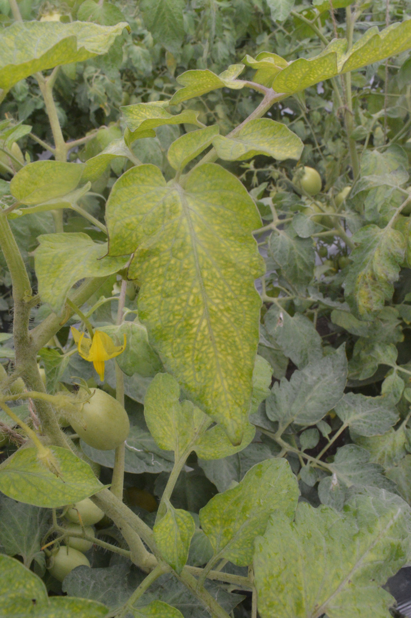 Tomato crop exhibiting manganese deficiency, characterized by yellowed leaves with visible green veins, alongside small green tomatoes and a yellow flower.