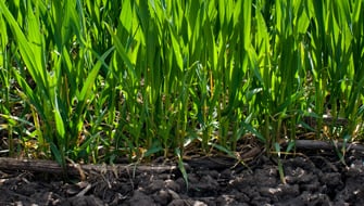 Overcoming Spring Challenges with BEOZ<sup>®</sup> Technology in Greece