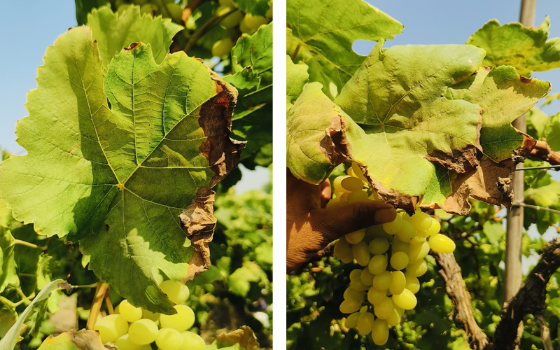 Grape leaves showing browning and scorched edges, characteristic of chloride excess, alongside clusters of green grapes.