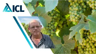 Boosting Organic Raisin Yields with Polysulphate
