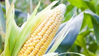 Maize Farmer Praises ICL Potash