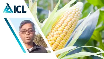 Maize Farmer Boosts Yields with ICL Potash