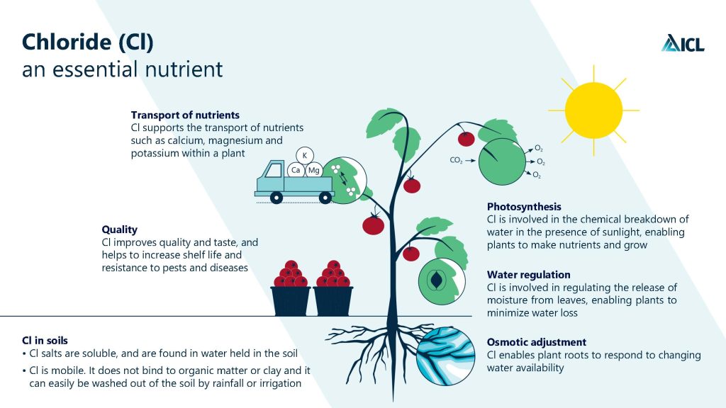 Infographic illustrates how Chloride (Cl) functions as an essential plant nutrient, supporting nutrient transport, improving quality, aiding photosynthesis, regulating water, and facilitating osmotic adjustment.