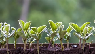 Harnessing Nature: The Role of Biostimulants in Sustainable Agriculture