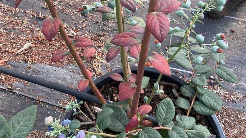 Blueberry plant showing phosphorus deficiency with reddish-purple leaves and poor growth, while some developing berries remain green — photo credit: ICL Growing Solutions Mexico.