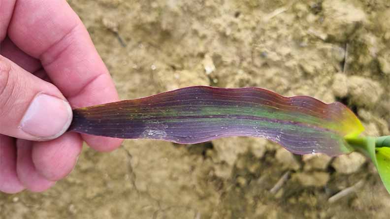 Maize leaf showing distinct purple discoloration along its length, a classic symptom of phosphorus deficiency, being examined by hand — photo credit: ICL Growing Solutions France.