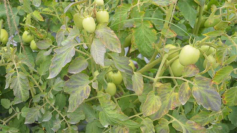 Tomato plants showing phosphorus deficiency symptoms, with pale and purplish-yellowing leaves and underdeveloped green fruits — photo credit: ICL Growing Solutions India.