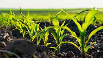 Importance of Phosphorus for Productive Agriculture
