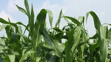 Maize Trial with Puraloop<sup>®</sup> in Germany