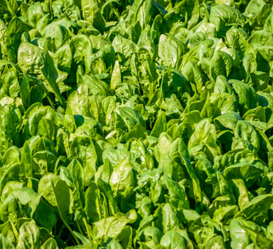 Spinach Trial with Agromaster<sup>®</sup> in Germany