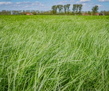 Herb-Rich Grassland Trial with Polysulphate<sup>®</sup>