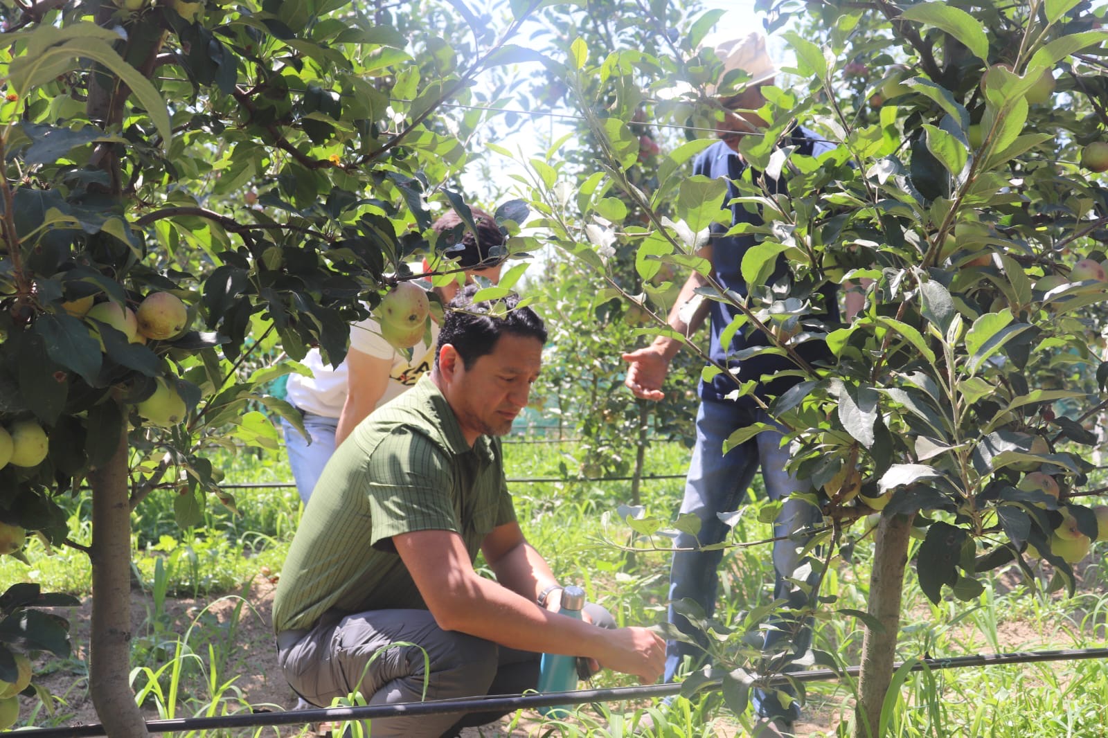 Cristian Terrones kneeling in an apple orchard, examining the trees while discussing with colleagues on a sunny day surrounded by green foliage and ripening apples.