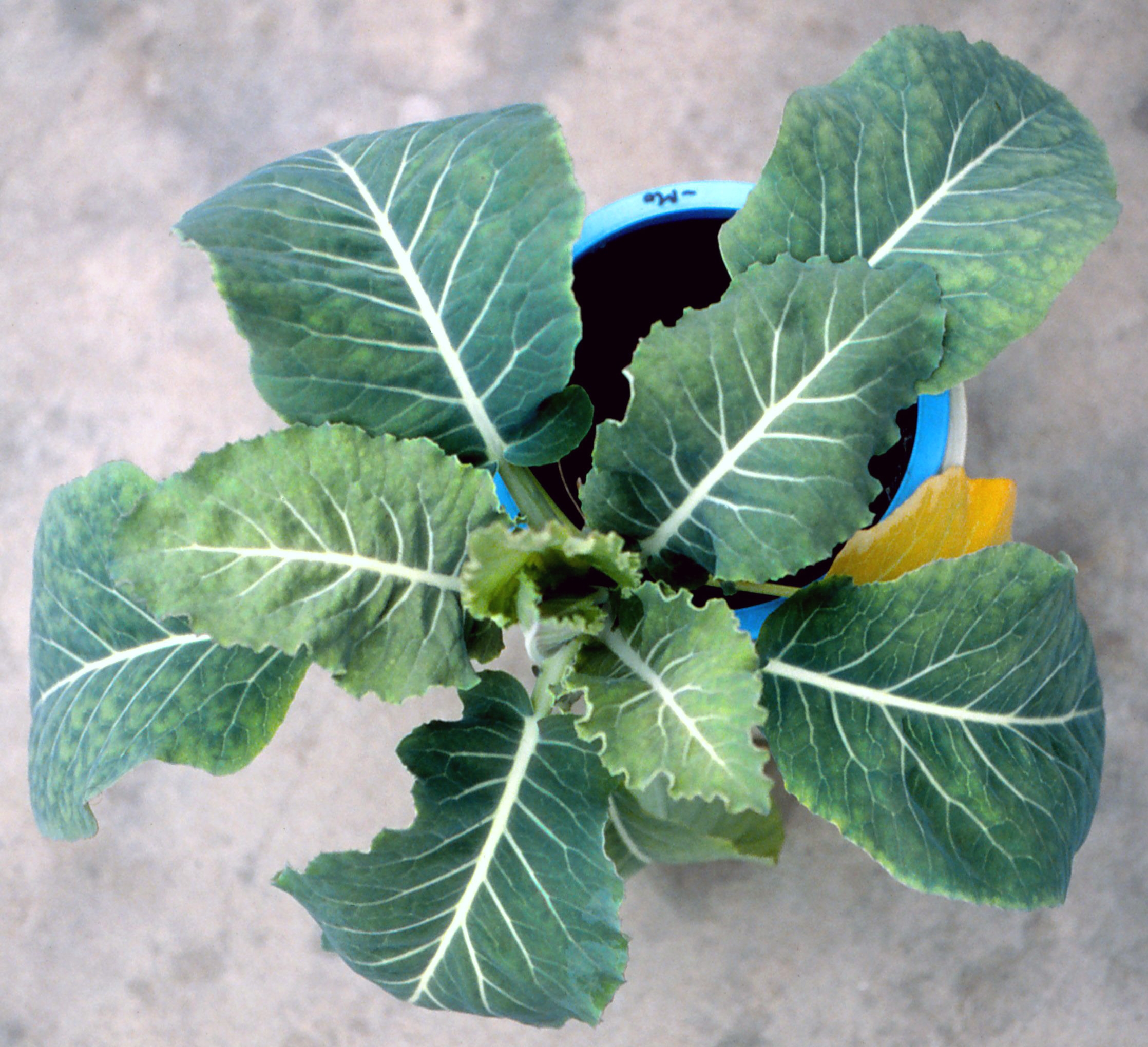 Cauliflower plant showing molybdenum deficiency symptoms — pale green leaves with interveinal chlorosis and irregular margins, indicating impaired nutrient metabolism.