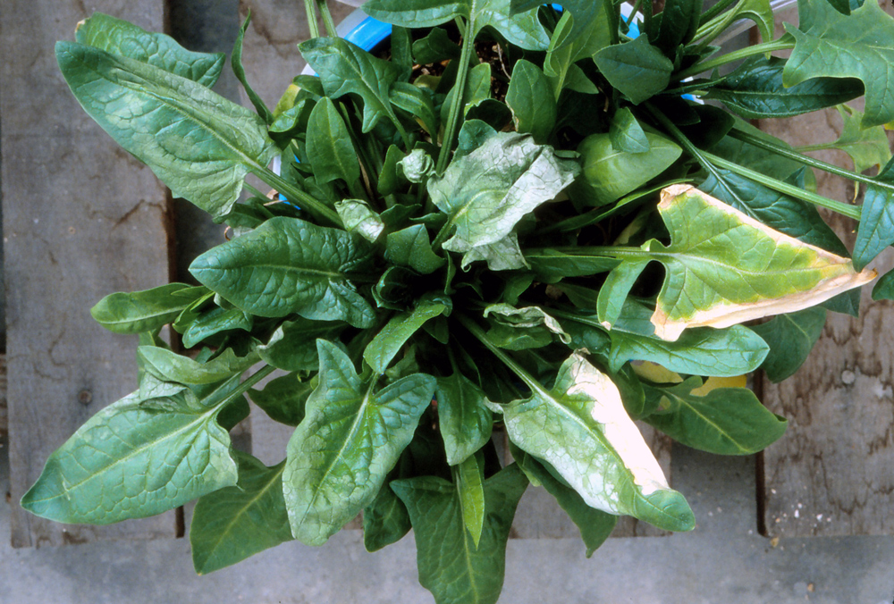 Spinach plant showing symptoms of molybdenum deficiency — pale, yellowing, and scorched leaf edges indicating impaired nitrogen metabolism.