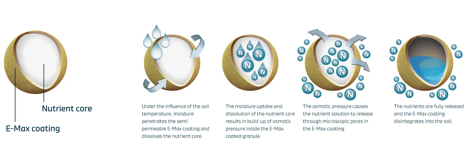 Diagram detailing the E-Max coating nutrient release process, showing moisture penetrating a granule, building osmotic pressure, and releasing dissolved nutrients as the coating disintegrates.
