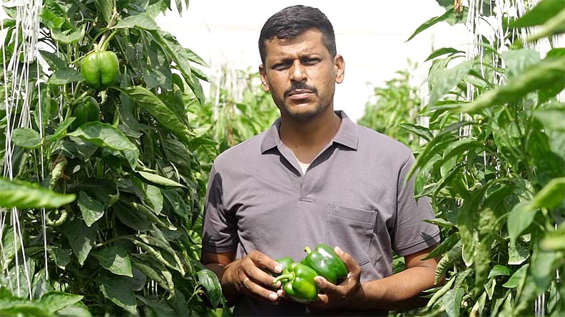 Ganesh Eknath Panasare standing in a greenhouse among rows of lush green pepper plants, holding fresh bell peppers in his hands while discussing his positive experience with ICL Nova CalPhos fertilizer.