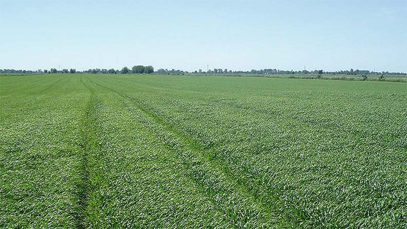 Expansive green wheat field under a clear blue sky, part of field trials showing the positive effects of Bioz Nephrite on crop growth and health.