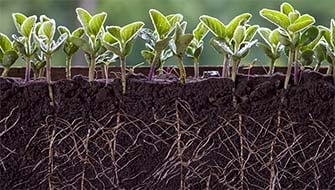 Maximizing Crop Yield with Smart Phosphorus Fertilizer Use