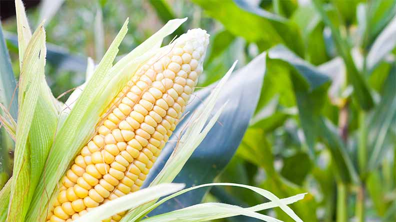 A maize crop yielding 6.3 t/h will remove about 48 kg P2O5 per ha.