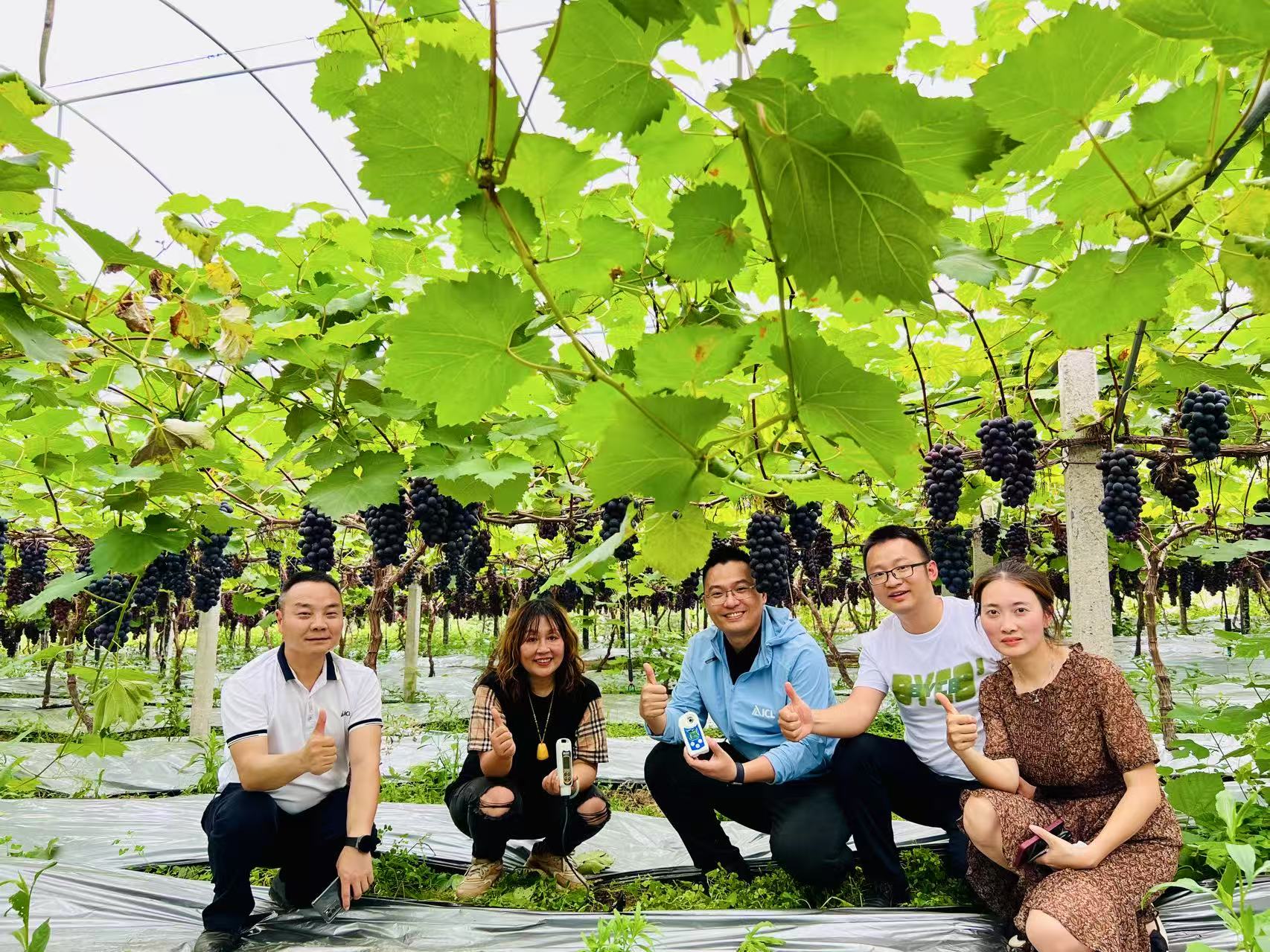 Group of five agronomists and growers posing under grapevines in a vineyard greenhouse, surrounded by ripe dark grapes, smiling and giving thumbs up to celebrate healthy crop results.