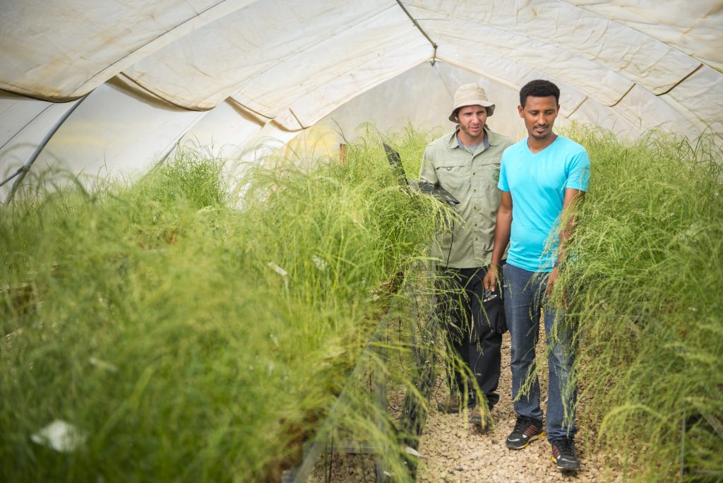 Two researchers inspecting green crops inside a covered greenhouse tunnel at the Center for Fertilization and Plant Nutrition (CFPN) in the Negev, Israel.