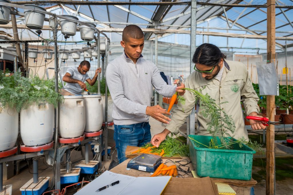 Researchers analyzing freshly harvested carrots inside a greenhouse lab at the Center for Fertilization and Plant Nutrition (CFPN), conducting experiments on sustainable crop growth.