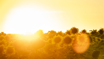 Strong Radiation and High Temperatures Stress Plants and Slow Down Growth