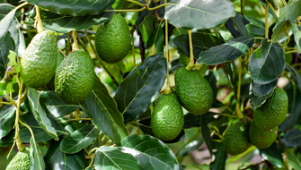 Smart Fertilization Strategies for Higher Avocado Yields in Mexico