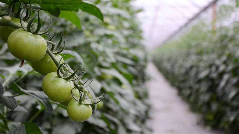 Unripe green tomatoes growing on the vine inside a greenhouse.