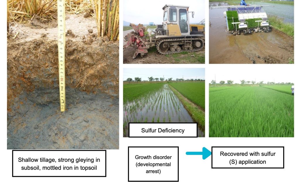 Collage illustrating sulfur deficiency in paddy rice: a soil profile shows strong gleying, stunted rice plants labeled "Sulfur Deficiency" contrast with healthy plants "Recovered with sulfur (S) application."