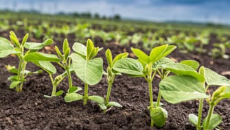 Soybean Trial Success in China with ICL’s BIOZ<sup>®</sup> Topaz and BIOZ<sup>®</sup> Nephrite