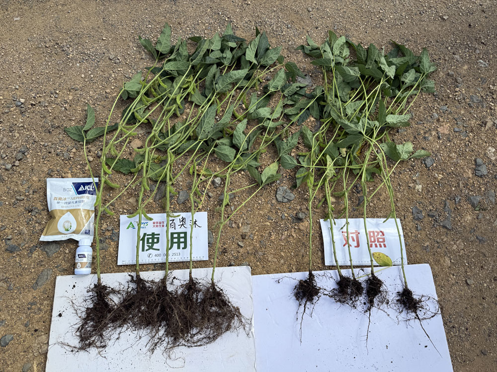 Plants treated with BIOZ products (left) show robust root systems and dense foliage, while control plants (right) have smaller roots and sparser leaves.