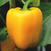Pepper