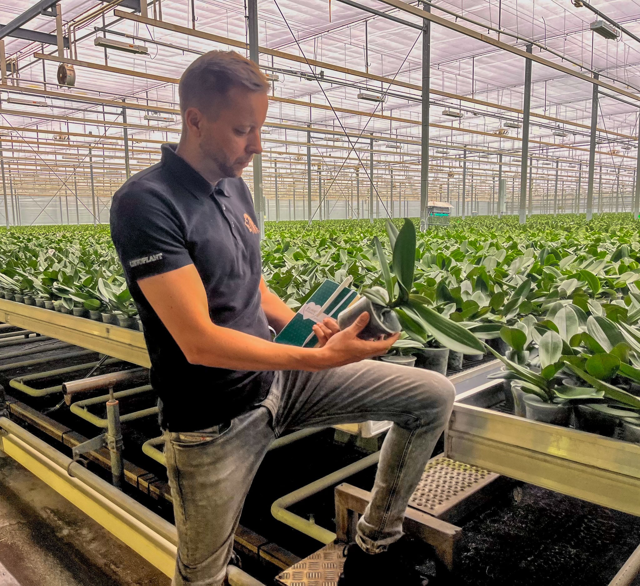 How Levoplant grows stronger with ICL