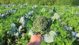 Broccoli