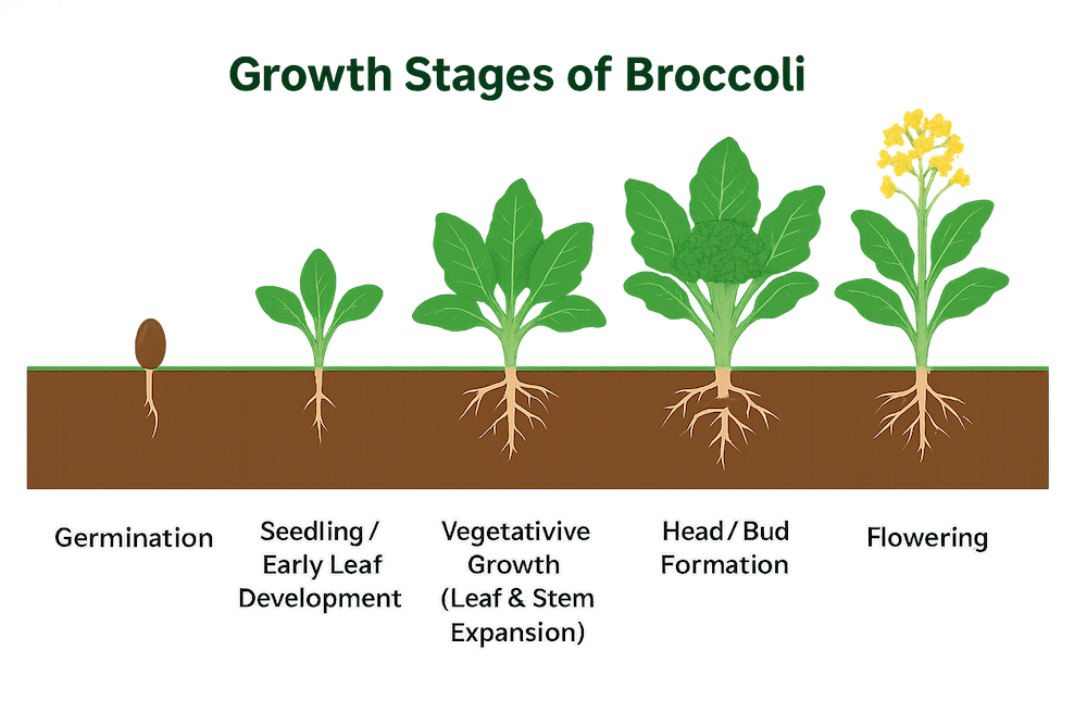 Illustration of broccoli growth stages from seed to flowering, showing germination, seedling, vegetative growth, head formation, and yellow-flower stage with soil cross-section.
