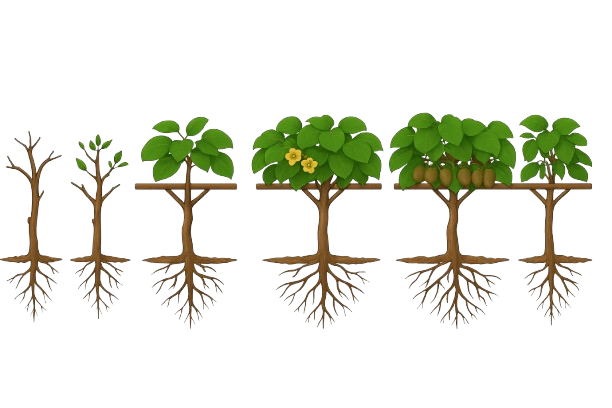 A kiwi vine trained on a T-bar shown through its stages: dormant, bud break, leaf growth, flowering, and fruiting, with roots visible beneath each stage.